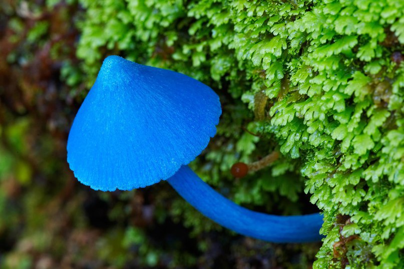      Entoloma hochstetteri.
