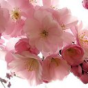 ���� �������, �����-���������, 43 ���� - ��������� 2 ��� 2015 � ������ ���� ����������