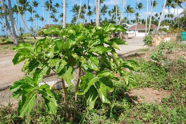 .  101  (  - Morinda Citrifolia),     200 ... - 3