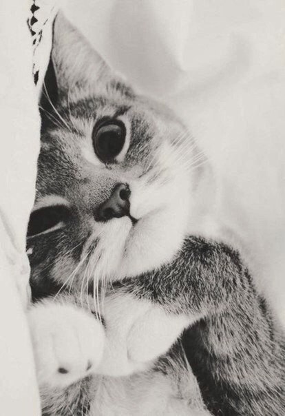 ���� �������� - 4