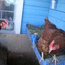 ���� �����, �����-���������, 77 ��� - ��������� 26 ���� 2015 � ������ ���� ����������