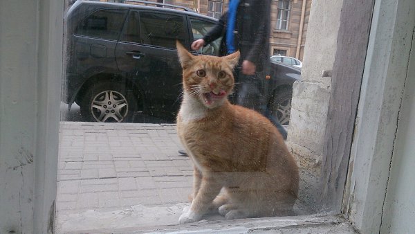 Рубрика #котизм_доброта #питер@catism.Санкт-ПетербургВ центре города скитается вот такое чудо! ... - 2