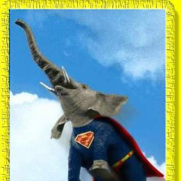 ����, ���������, 43 ����