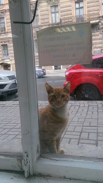 Рубрика #котизм_доброта #питер@catism.Санкт-ПетербургВ центре города скитается вот такое чудо! ... - 3