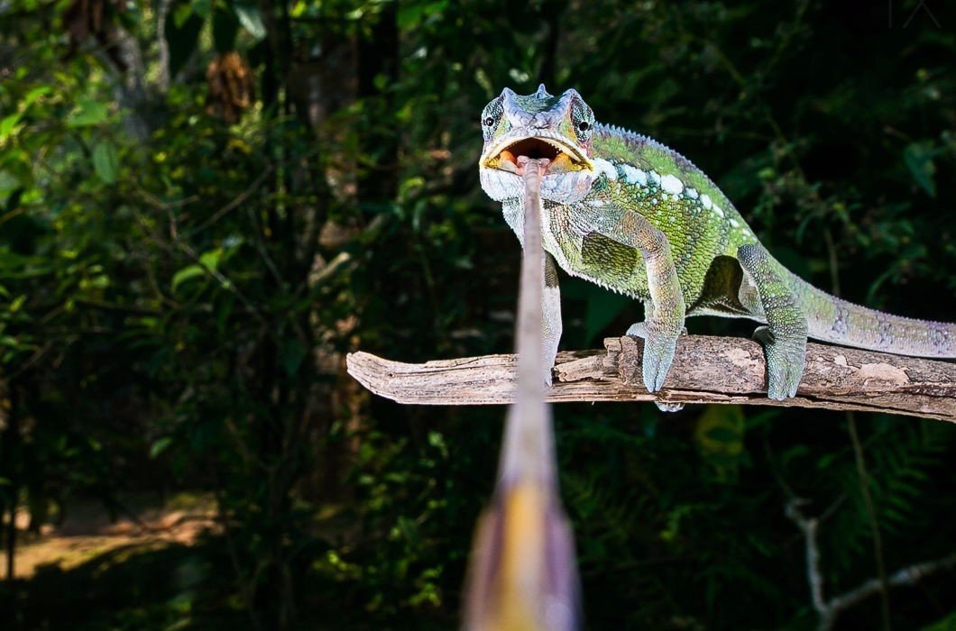  .#animal@travel.blog