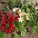 ���� �������, ������, 65 ��� - ��������� 19 ���� 2015 � ������ ���� ����������