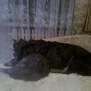 ���� ���, �����, 46 ��� - ��������� 11 ���� 2015