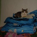   ((())) (     ), , 51  -  23  2015    