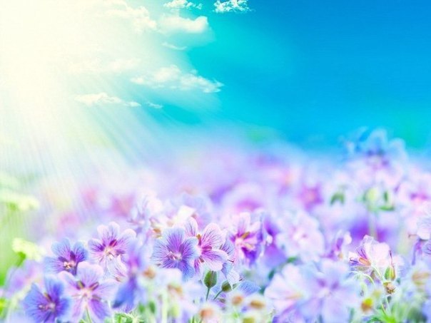70   .1.  - azalea [zel]2.   - pansies3.  - aster4. ...