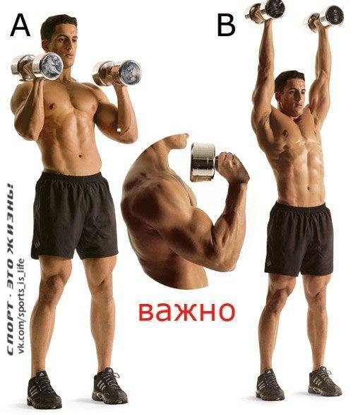 КАК СДЕЛАТЬ МОЩНЫЕ МУСКУЛИСТЫЕ ПЛЕЧИ (УПРАЖНЕНИЯ).Если верить табличкам на общественных туалетах, ... - 3
