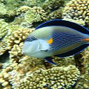 ���� �������, ����������, 51 ��� - ��������� 29 ������ 2015 � ������ ���� ����������