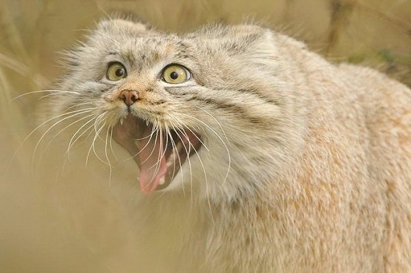 Манулы – самые эмоциональные животные на Земле.#animal@travel.blog - 2