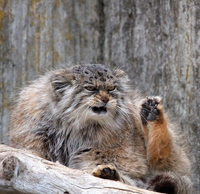       .#animal@travel.blog - 6
