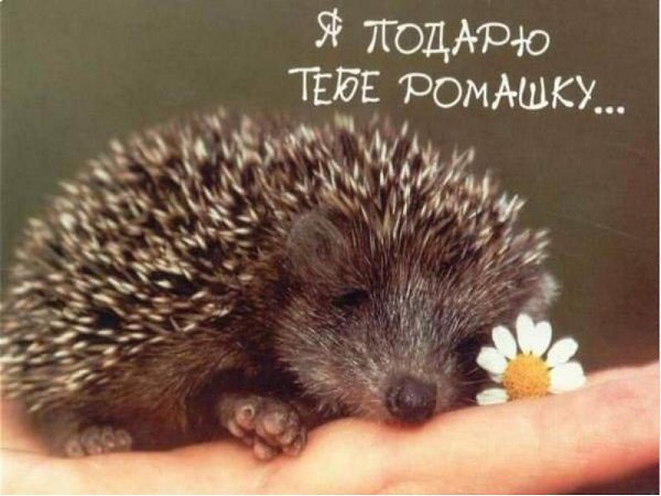 Беседуют ромашка и василек на полянке: — Ромашка, ты меня любишь? — Люблю! — Ты меня хочешь? — Хочу! ...
