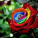 ���� ������, �����, 57 ��� - ��������� 4 �������� 2015 � ������ ���� ����������