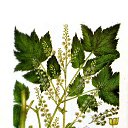 �������� �������� (Cimicifuga dahurica (Turcz.) Maxim)
�������� �� �������� �������� ����������� � �������� �������� ��� ��������� ��, � �������� ����������� �������� � ��� ������������ ���. �� ������� �������������� �������߻