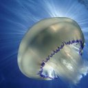 ���� ������, �����-���������, 54 ���� - ��������� 27 ������ 2015