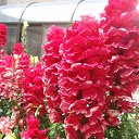  , , 71  -  22  2015   2015