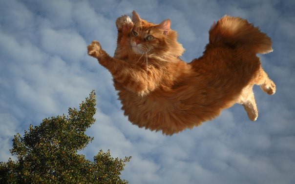 I believe I can flyyyyyyyyyy..... ))