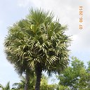    -  ,  -  4  2015    2014.  Ibis.  7-.