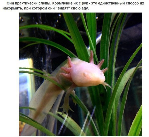 10 фактов об аксолотлях, которых вы не знали.(«Fact»)Прочтя это, вы определённо их полюбите