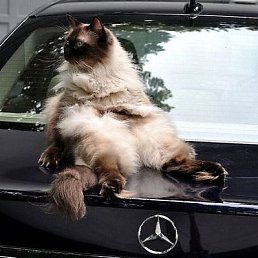 ���� ������, ������ - ��������� 9 ���� 2015