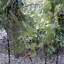  Nokas, , 44  -  18  2015    18  2015 .. 