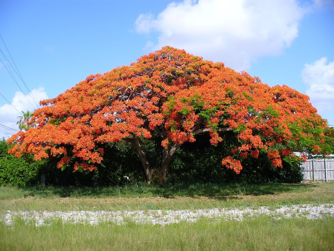 Делоникс королевский, или дерево-пожар.Делоникс королевский (Delonix regia) входит в пятерку самых ...