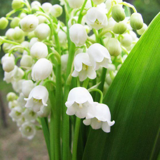 ||  ... || - 8  2015  16:50 - 5