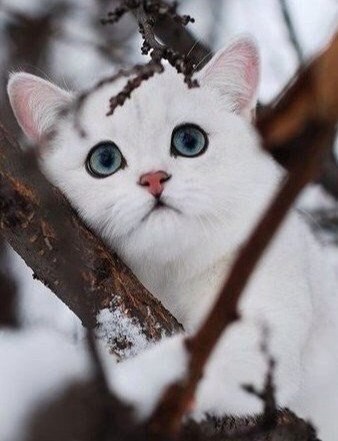 ���� �������� - 2