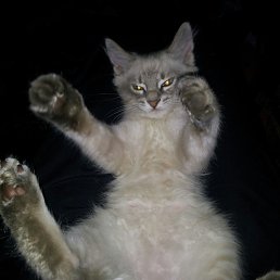 ���� �������, ������, 41 ��� - ��������� 19 ���� 2015