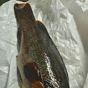 ���� ������, �����������, 43 ���� - ��������� 10 �������� 2015 � ������ �������