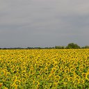 ���� ��������, ����, 55 ��� - ��������� 28 ���� 2015 � ������ ����