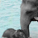 ���� Aleks, ����� ������� - ��������� 13 ������� 2015 � ������ �Elephants�