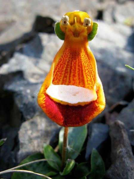   (Calceolaria Uniflora)