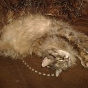 ���� �����, �������� - ��������� 17 ������� 2015 � ������ ���� ��������.�