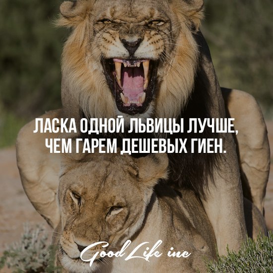 Good Life Inc - 3  2016  16:01