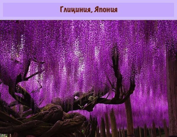 Вы сомневаетесь, что эти деревья растут на нашей планете? А зря. - 9