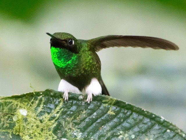 - ().Ocreatus underwoodii