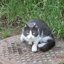 �������, �������� ���, 54 ����