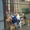  ******, , 53  -  3  2015   