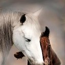 ���� Aleks, ����� ������� - ��������� 12 ������� 2015 � ������ �HORSES�