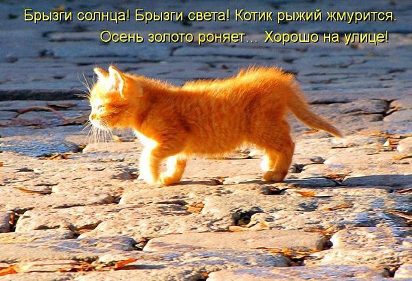 Всем позитивных эмоций! Котику хорошо! Учимся у него радоваться всему, что посылается...!