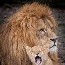 ���� ��������, ������, 62 ���� - ��������� 6 ������� 2015 � ������ ���� ����������