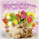 ���� Pet, ������������, 54 ���� - ��������� 24 ������ 2015 � ������ �������� ��������