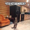 ���� �������, �������, 42 ���� - ��������� 3 ����� 2016 � ������ ���� ����������