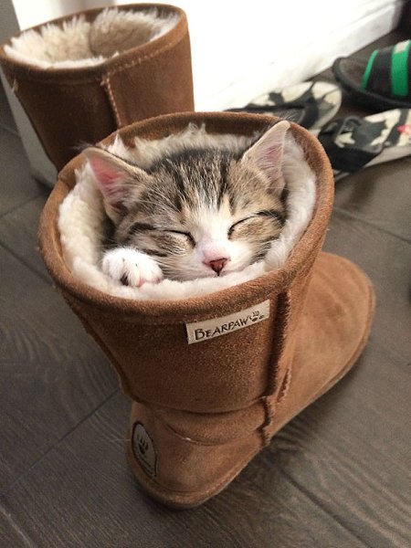 Фотографии, доказывающие, что коты могут спать где угодно))) - 14