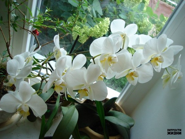  ,   ?     ?   :    ...