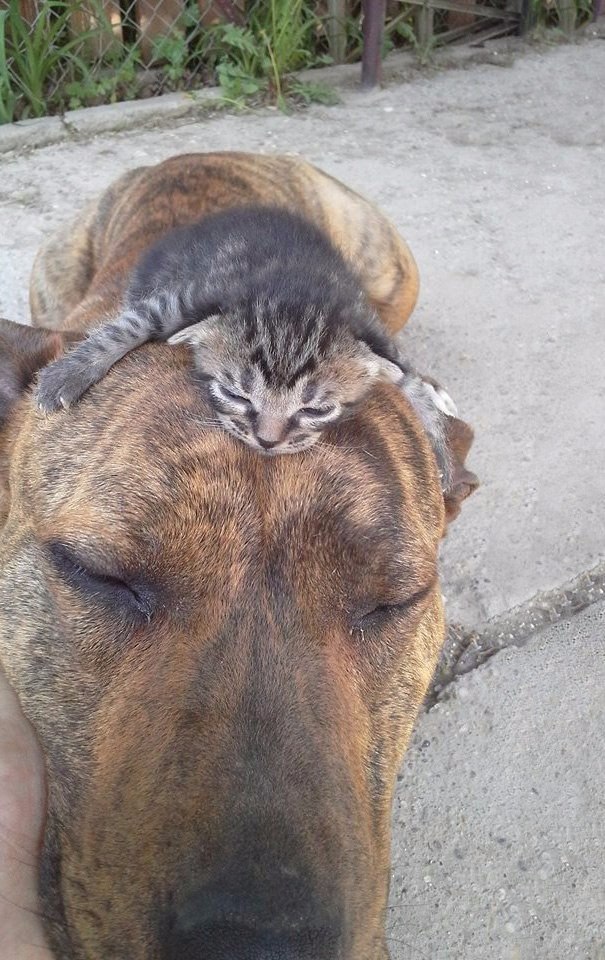, ,         =^.^= - 9