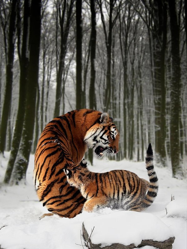 ������� - 10 ����� 2016 � 02:49